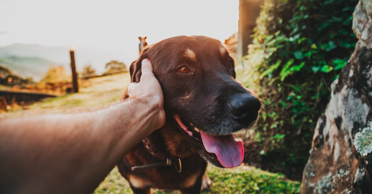 Wspólna włóczęga: jak planować wypady z psem – od przyjaznych noclegów po najlepsze szlaki