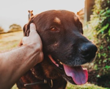 Wspólna włóczęga: jak planować wypady z psem – od przyjaznych noclegów po najlepsze szlaki