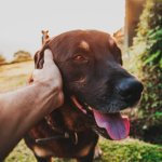 Wspólna włóczęga: jak planować wypady z psem – od przyjaznych noclegów po najlepsze szlaki