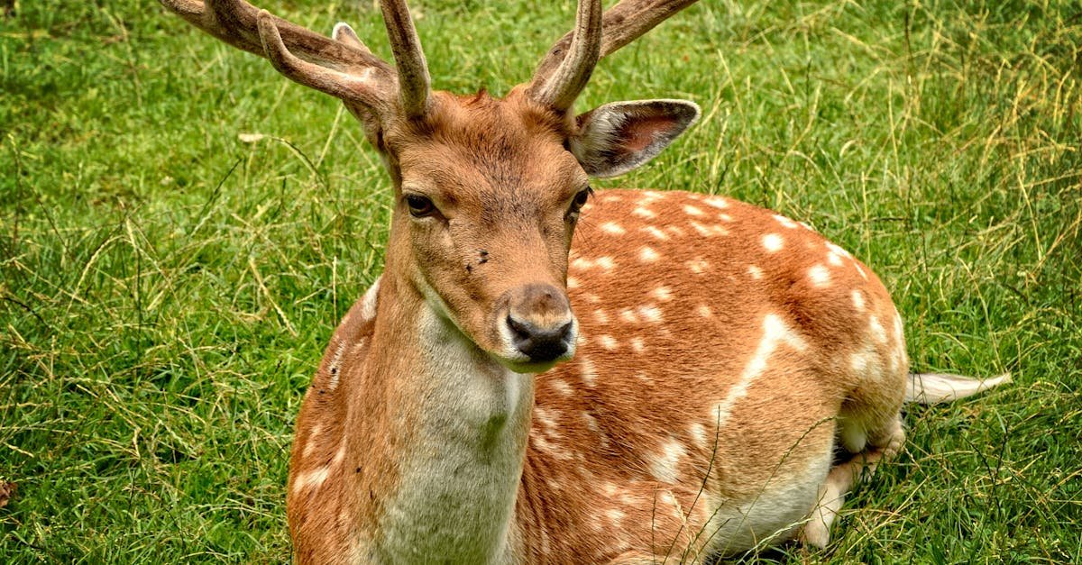 Blisko natury, daleko od szkody: przewodnik po odpowiedzialnych wyprawach za dziką fauną