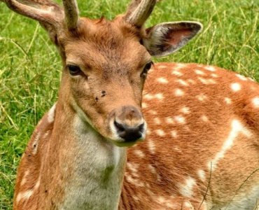 Blisko natury, daleko od szkody: przewodnik po odpowiedzialnych wyprawach za dziką fauną