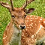 Blisko natury, daleko od szkody: przewodnik po odpowiedzialnych wyprawach za dziką fauną